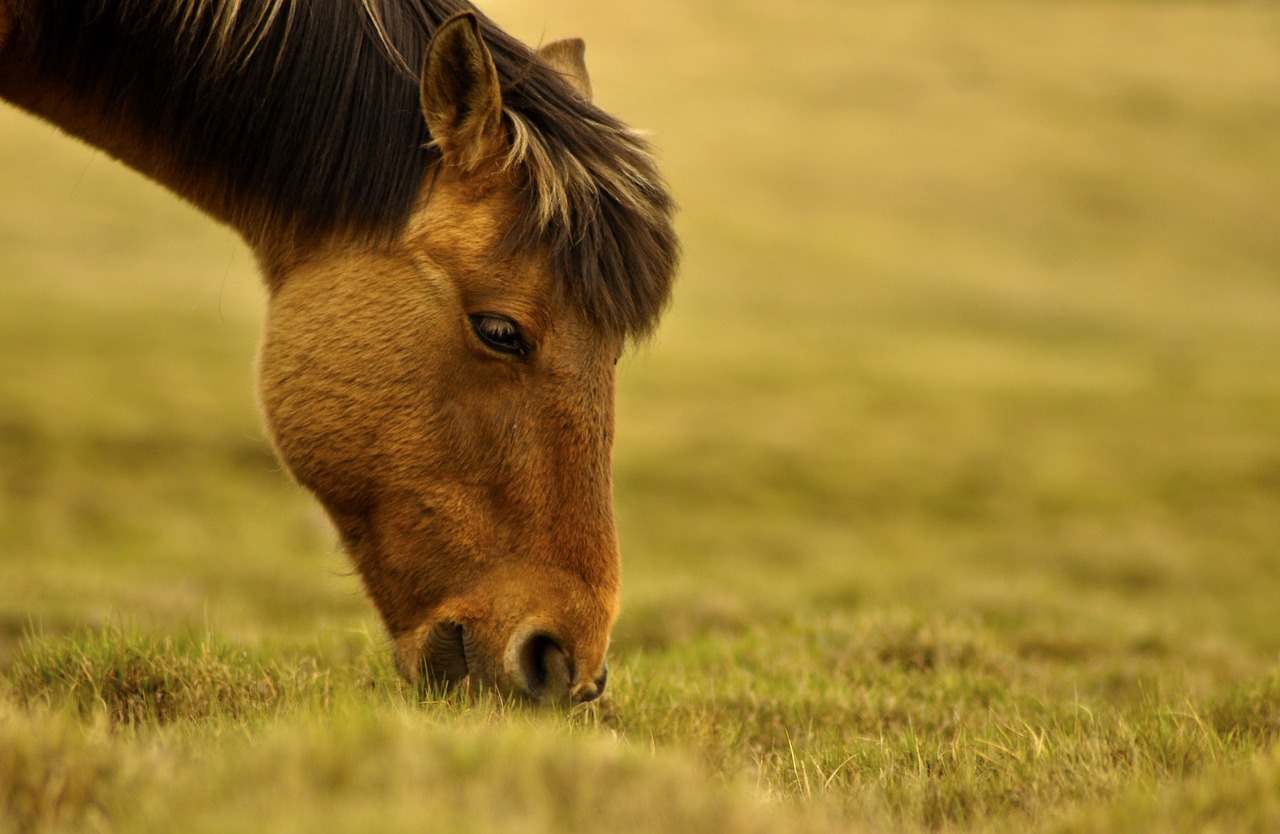 Pferd beim Grasen Ein Pferd, das auf einer Wiese grast, mit einem Fokus auf seinem Kopf und seiner Mähne.
