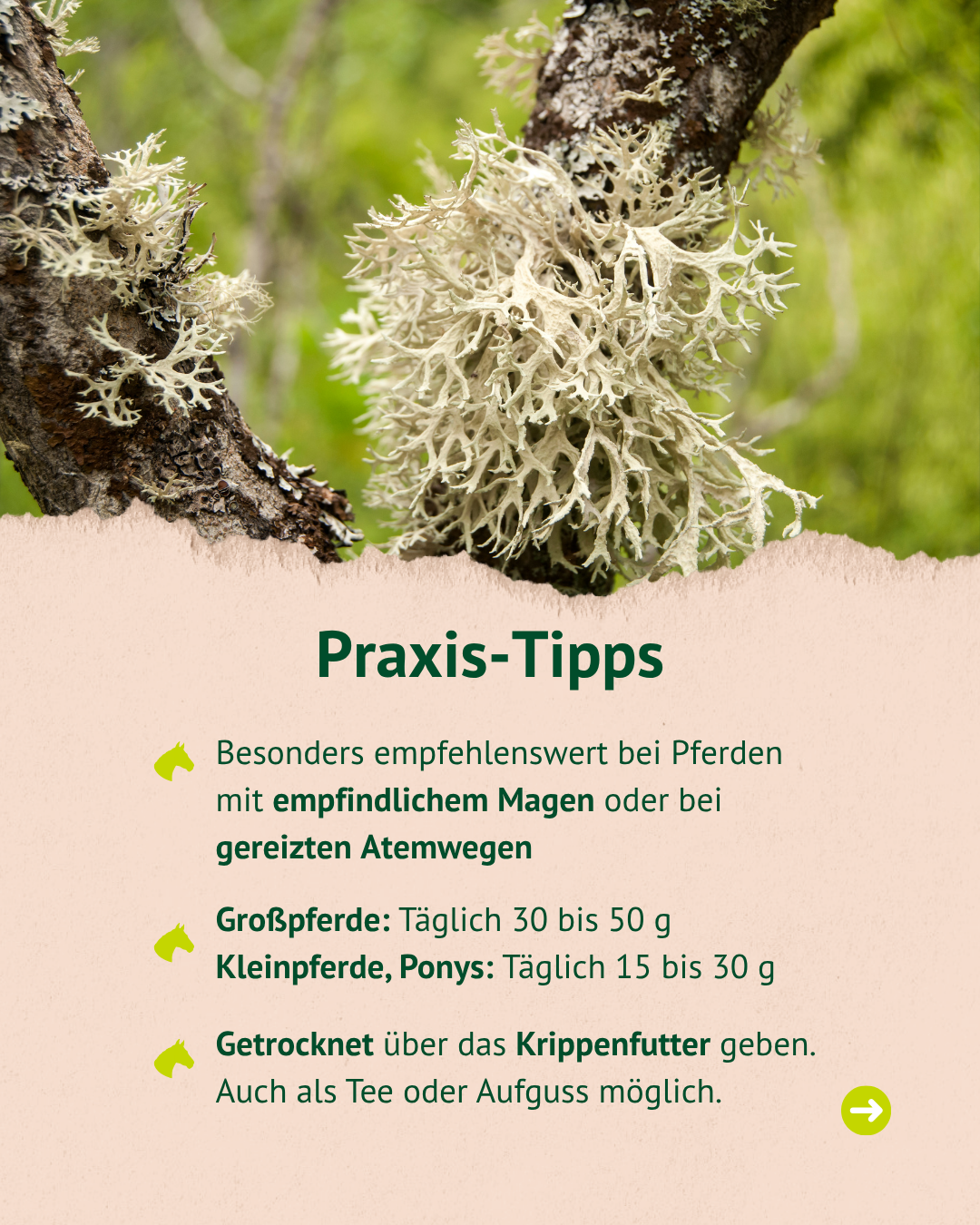 Nahaufnahme von hellgrünem Flechtenbewuchs an einem Baumstamm, darüber Text mit Praxis-Tipps zu Pferdefütterung.