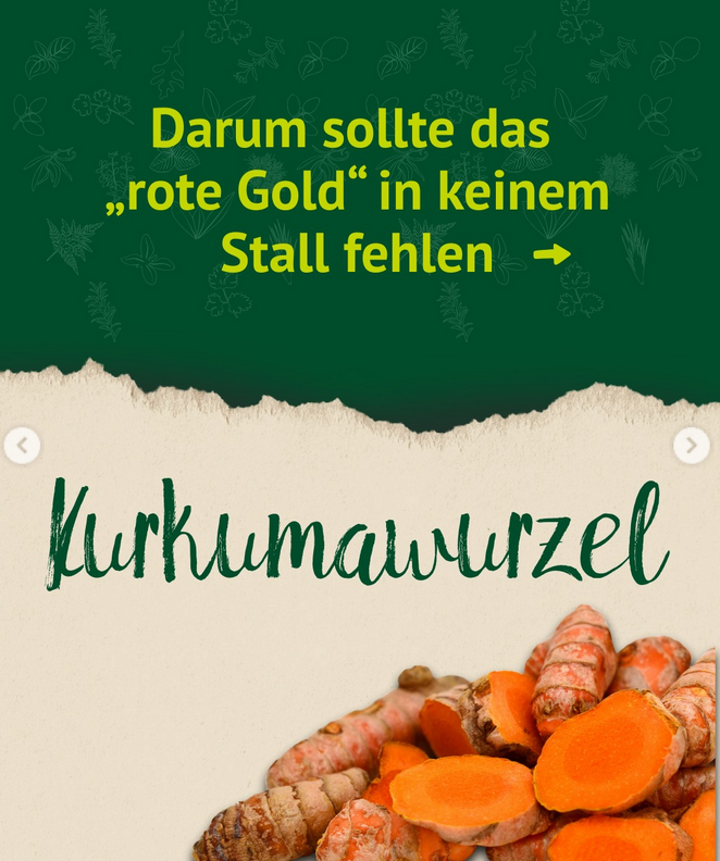 Einleitungsgrafik mit dem Text ‚Darum sollte das rote Gold in keinem Stall fehlen‘. Darunter der handschriftliche Schriftzug ‚Kurkumawurzel‘ und ein Foto von mehreren Kurkuma-Rhizomen.