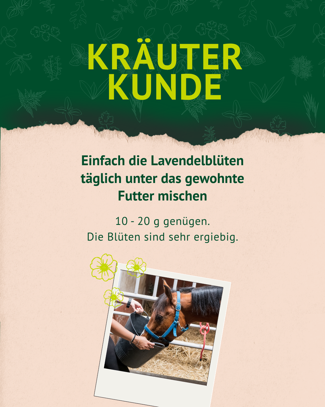 5. Lavendel Post der Kräuterkunde 5. Lavendel Post der Kräuterkunde