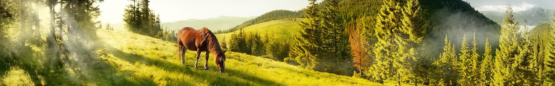 Pferd auf grüner Wiese Ein Pferd grast auf einer grünen Wiese, umgeben von Bäumen und sanften Hügeln im Hintergrund.