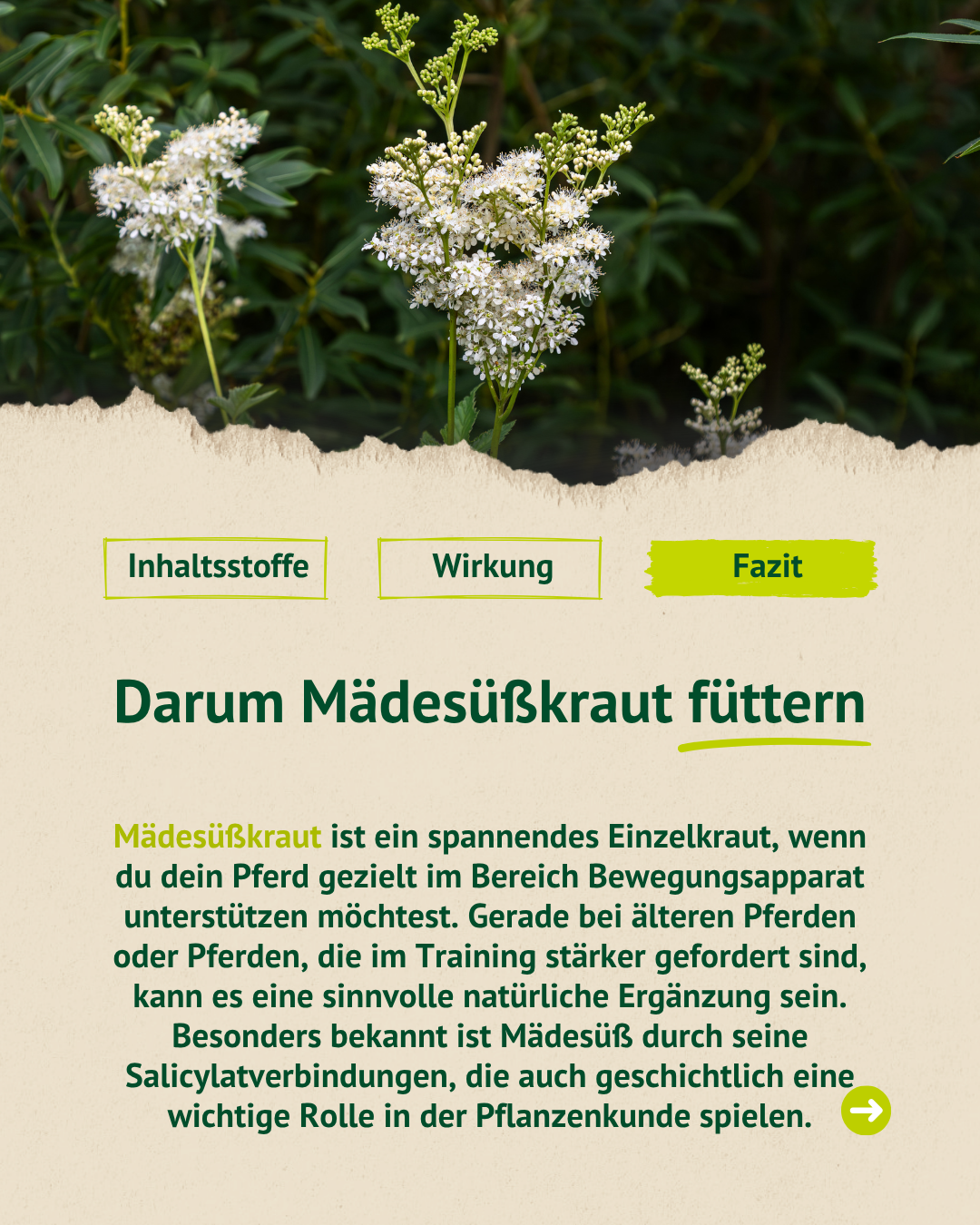 Grafik mit Mädesüßkraut-Pflanze und Erklärung, warum Mädesüßkraut besonders für ältere Pferde oder Pferde im Training interessant sein kann.
