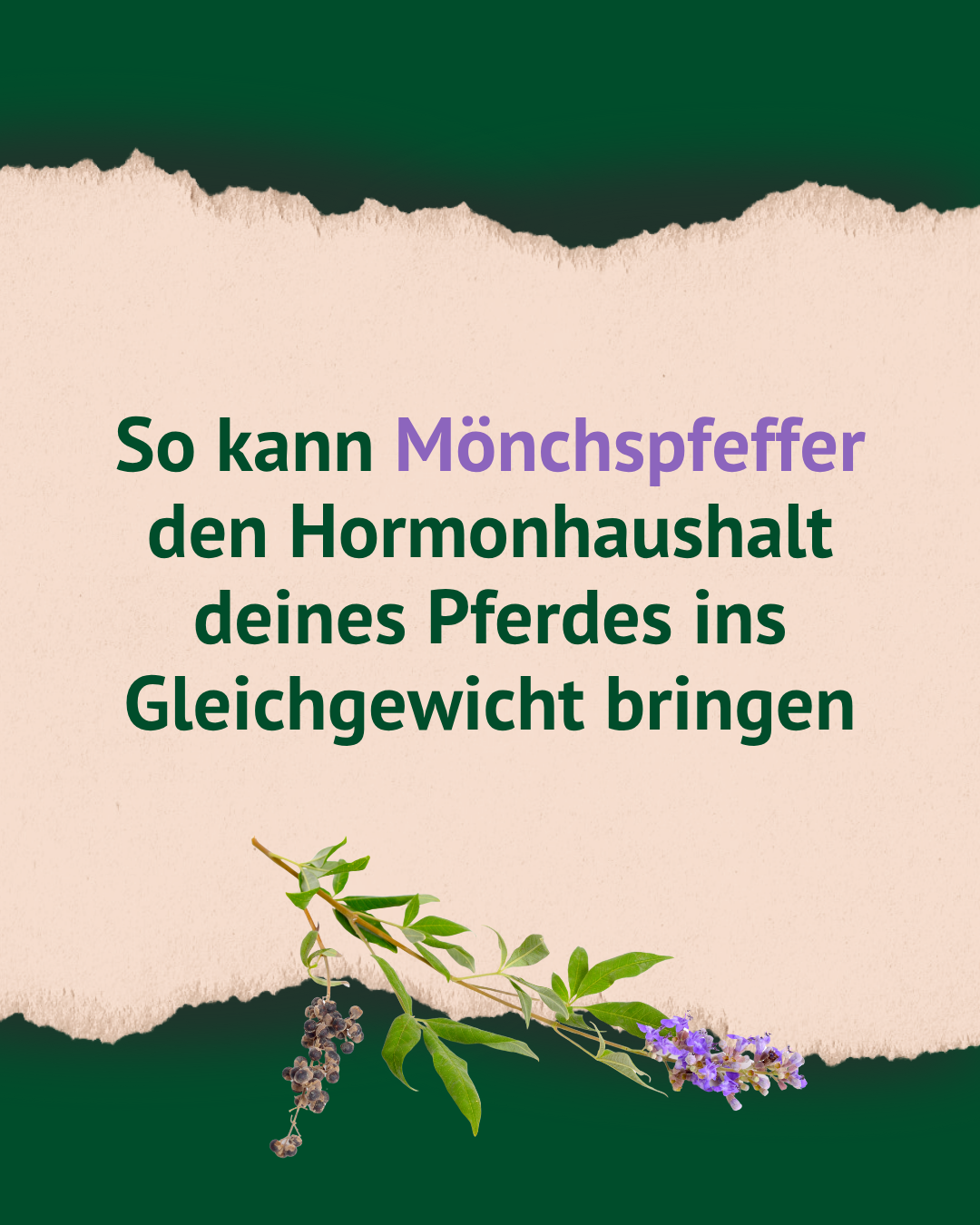 Textfolie: "So kann Mönchspfeffer den Hormonhaushalt deines Pferdes ins Gleichgewicht bringen." Textfolie: "So kann Mönchspfeffer den Hormonhaushalt deines Pferdes ins Gleichgewicht bringen."