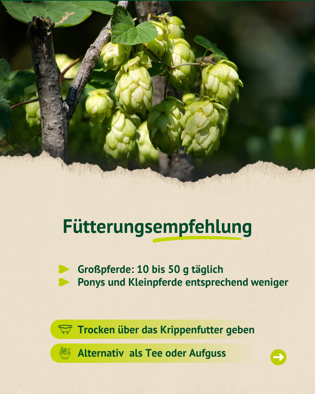 Grafik mit Fütterungsempfehlung für Hopfenblüten bei Pferden, inklusive Dosierung und Hinweis zur Gabe über das Krippenfutter oder als Tee.
