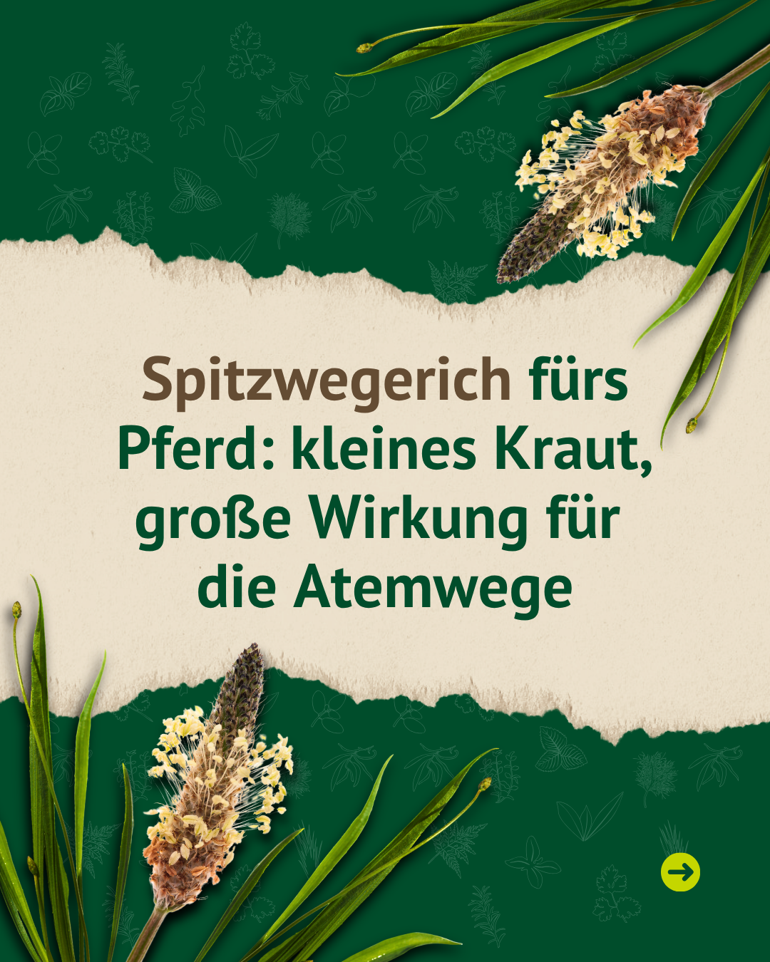 Informationsgrafik über Spitzwegerich fürs Pferd mit dem Hinweis auf die unterstützende Wirkung für die Atemwege.