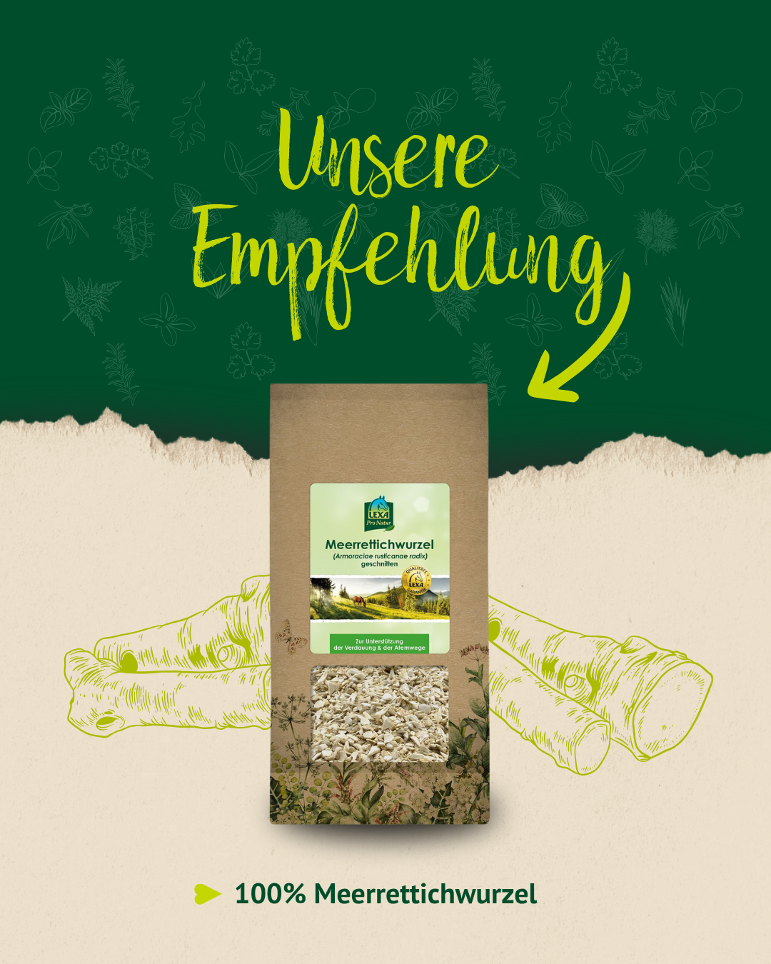 Produktempfehlung Meerrettich für Pferde – natürliche Ergänzung im Futter