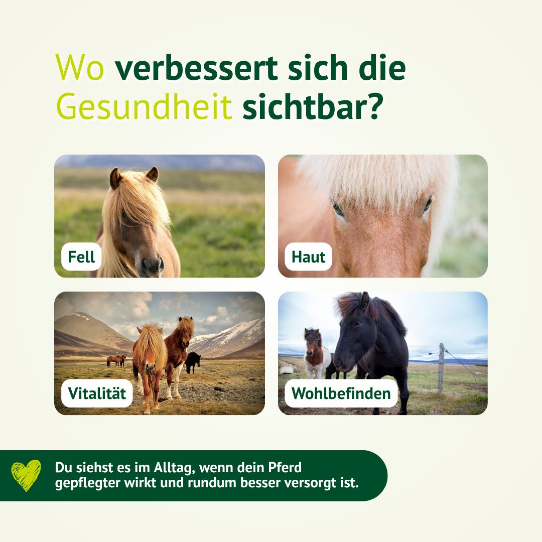 Unterstützung von Fell, Haut, Vitalität und Wohlbefinden beim Pferd