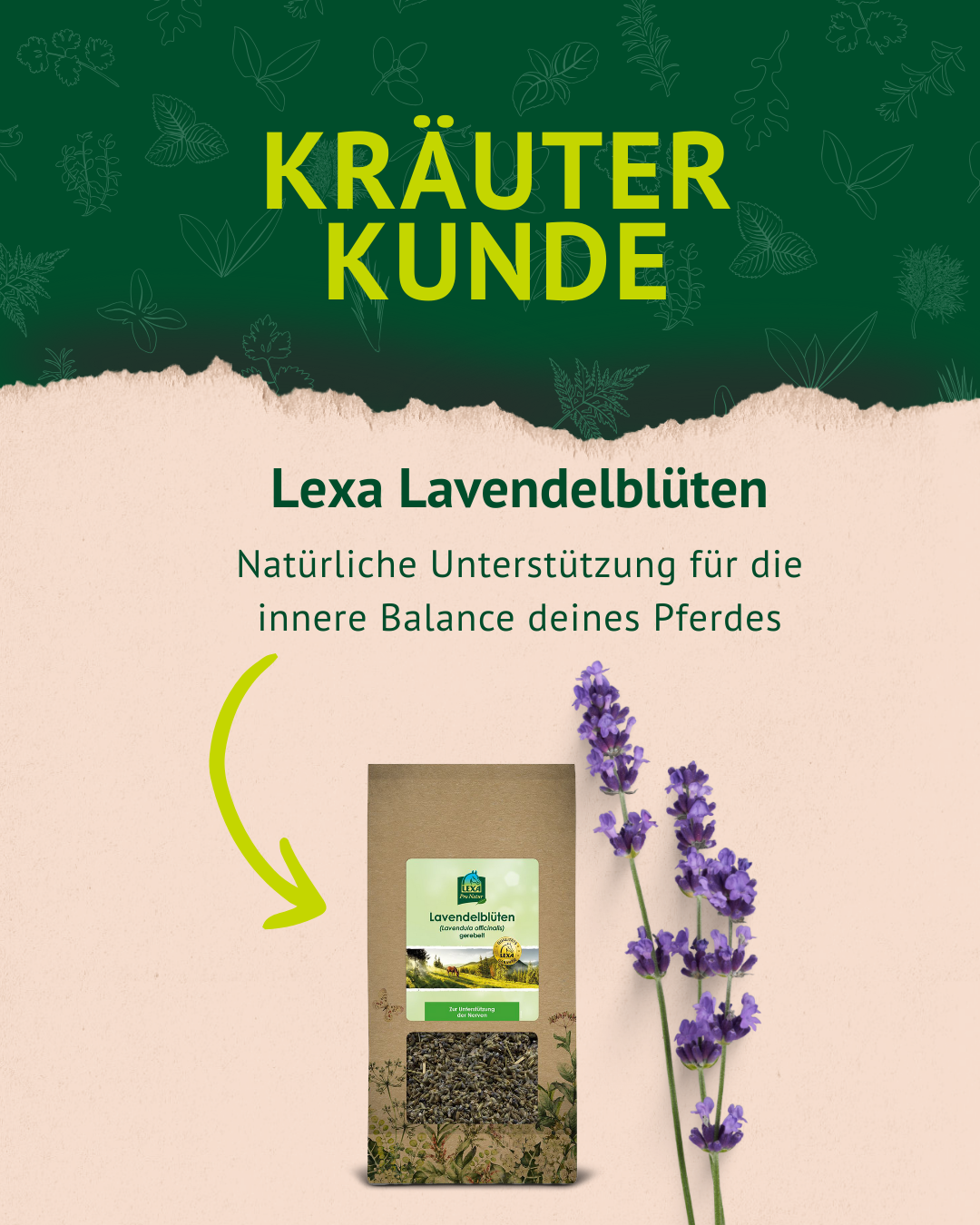 2. Lavendel Post der Kräuterkunde 2. Lavendel Post der Kräuterkunde