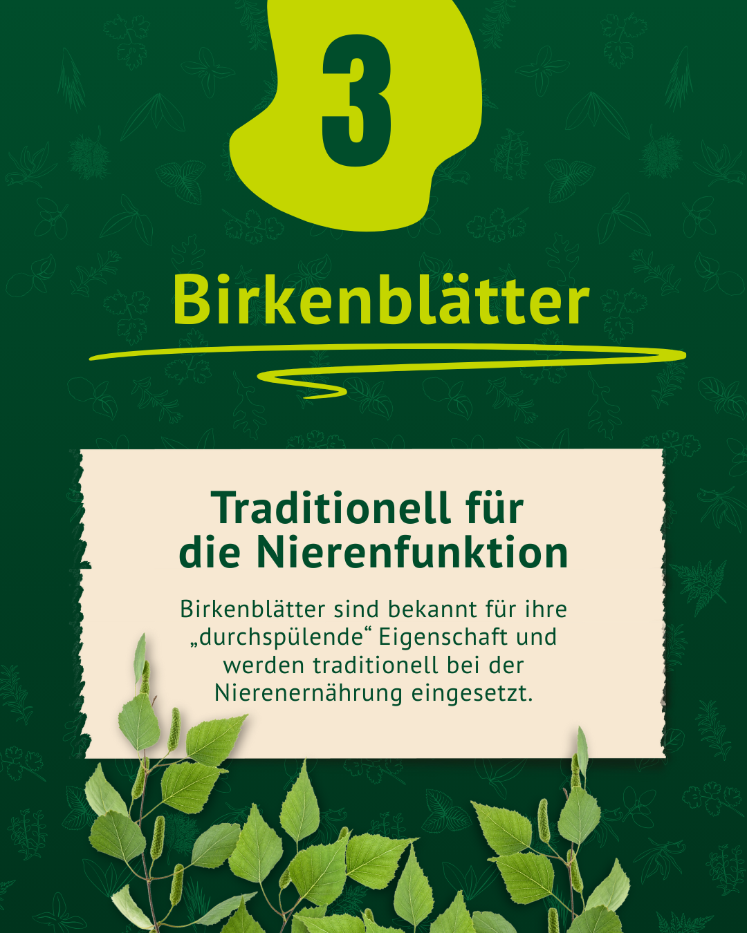 Beschreibung Birkenblätter inkl Foto