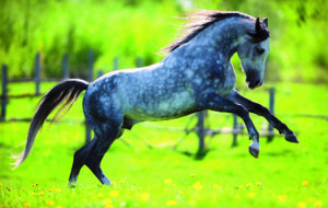 Springendes graues Pferd auf Wiese Ihr Pferd richtig anweiden