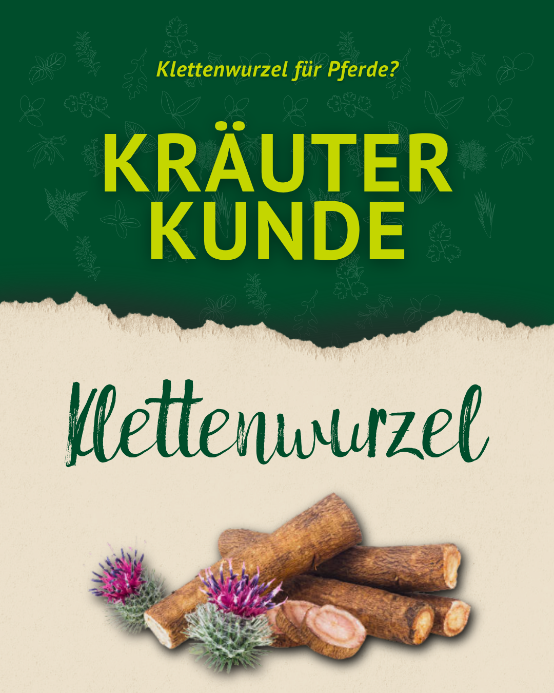 Titelgrafik der Kräuterkunde-Serie über Klettenwurzel für Pferde mit Illustration von Klettenwurzel und Klettenblüte auf grün-beigem Hintergrund.