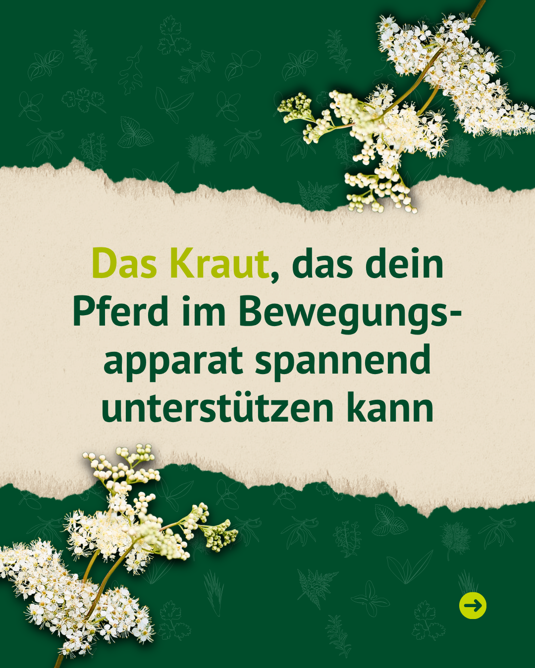 Grafik mit Mädesüßblüten und dem Hinweis, dass Mädesüßkraut Pferde im Bewegungsapparat unterstützen kann.