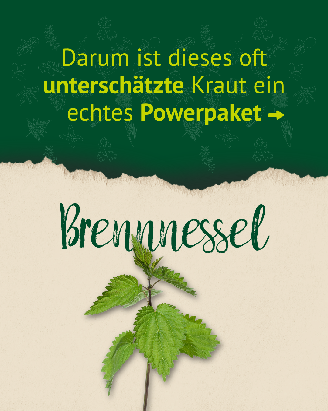 Brennnesselblätter mit Hinweis auf Unterstützung von Stoffwechsel und Entgiftung beim Pferd