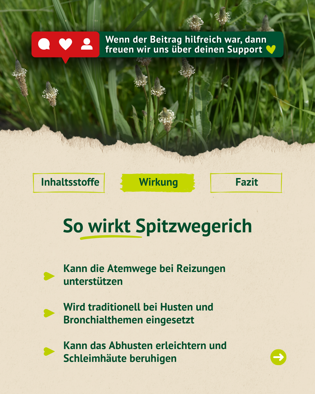 Erklärung der Wirkung von Spitzwegerich bei Pferden zur Unterstützung der Atemwege und Beruhigung gereizter Schleimhäute.