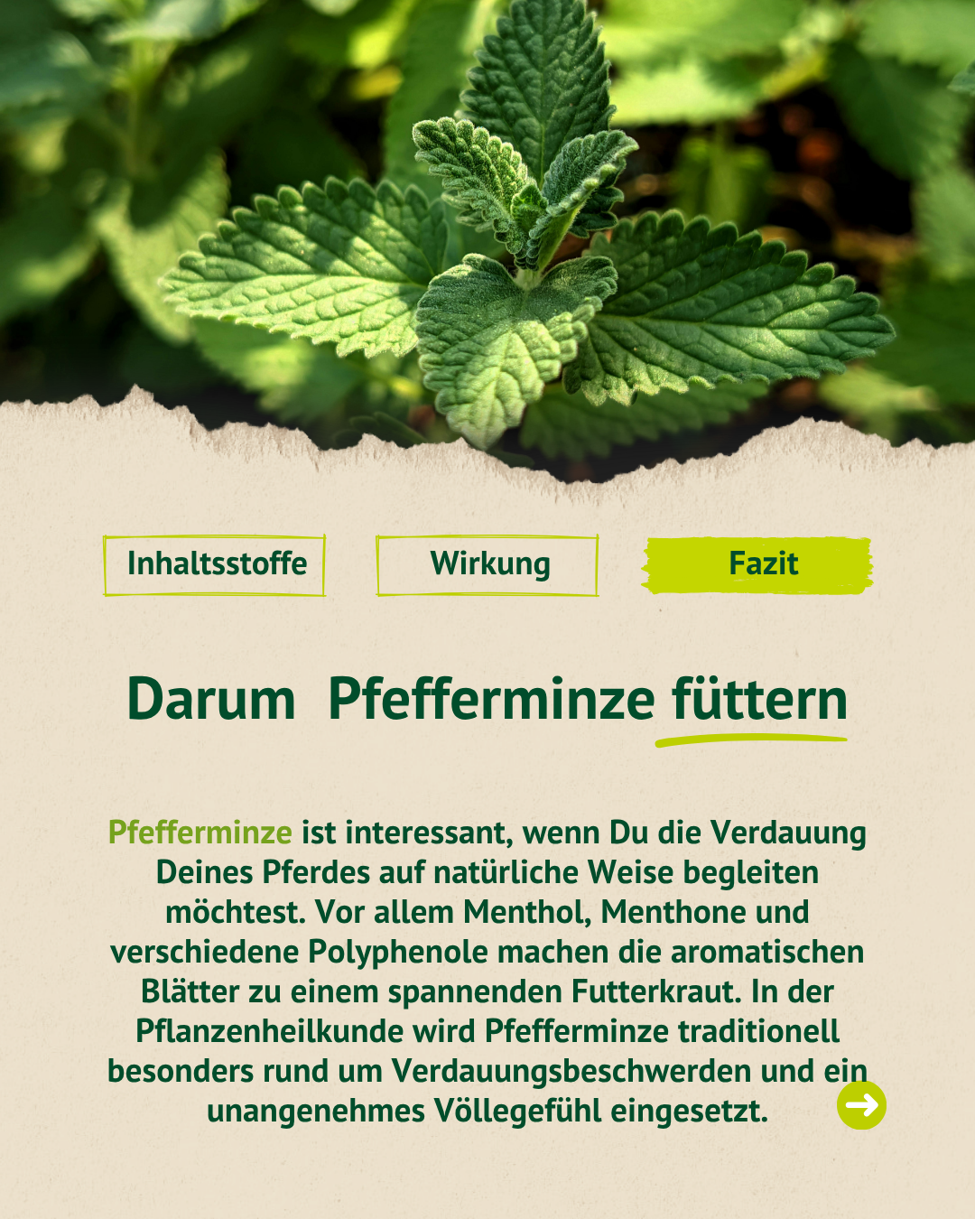 Fazit zur Fütterung: Pfefferminze enthält Menthol, Menthone und Polyphenole und wird in der traditionellen Pflanzenheilkunde vor allem bei Verdauungsbeschwerden und Völlegefühl eingesetzt