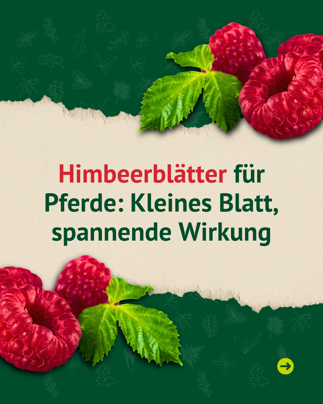 Titelbild mit Himbeeren und Blättern zum Thema Himbeerblätter für Pferde und ihre mögliche Wirkung.