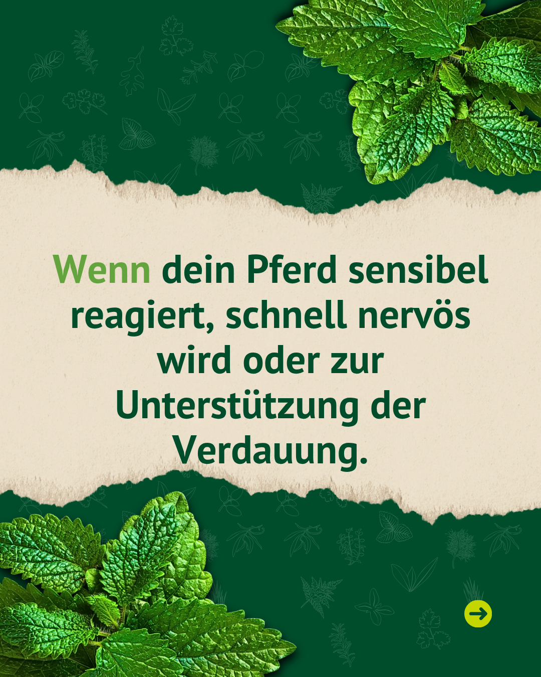 Grafik mit Melissenblättern und dem Hinweis, dass Melissenblätter Pferde unterstützen können, die sensibel reagieren, nervös werden oder Unterstützung der Verdauung benötigen.