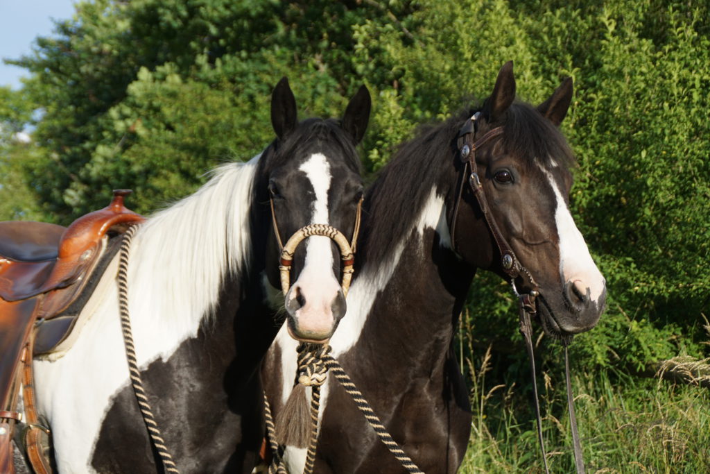 Zwei Pferde im Freien Zwei Pferde mit Satteln, eines mit einer weißen und schwarzen Fellzeichnung, das andere mit einer ähnlichen Musterung, stehen nebeneinander vor grüner Vegetation.