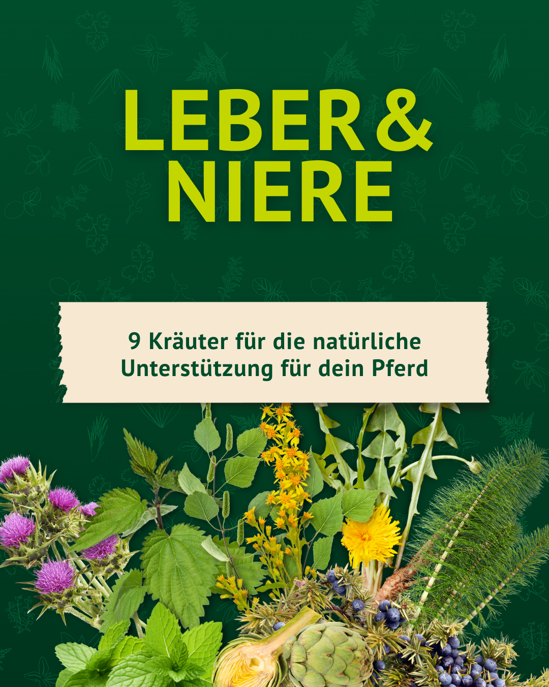 9 Kräuter für die natürliche Unterstützung