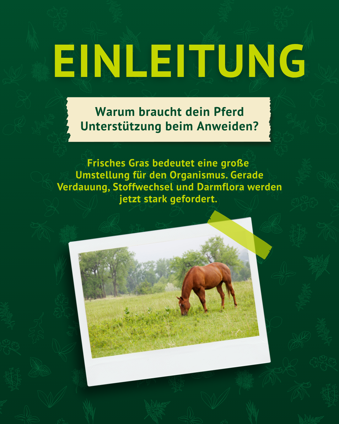 Winterkräuter für Pferde zur Unterstützung von Immunsystem und Wohlbefinden im Winter