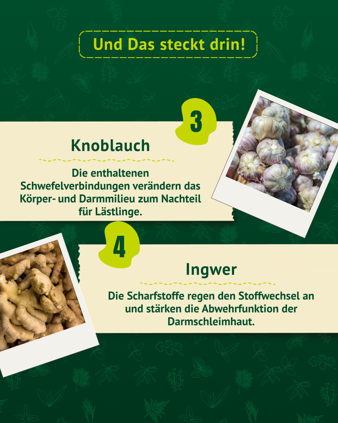 Wurmkräuter Inhaltsstoffe Knoblauch und Ingwer zur Unterstützung von Darm und Stoffwechsel