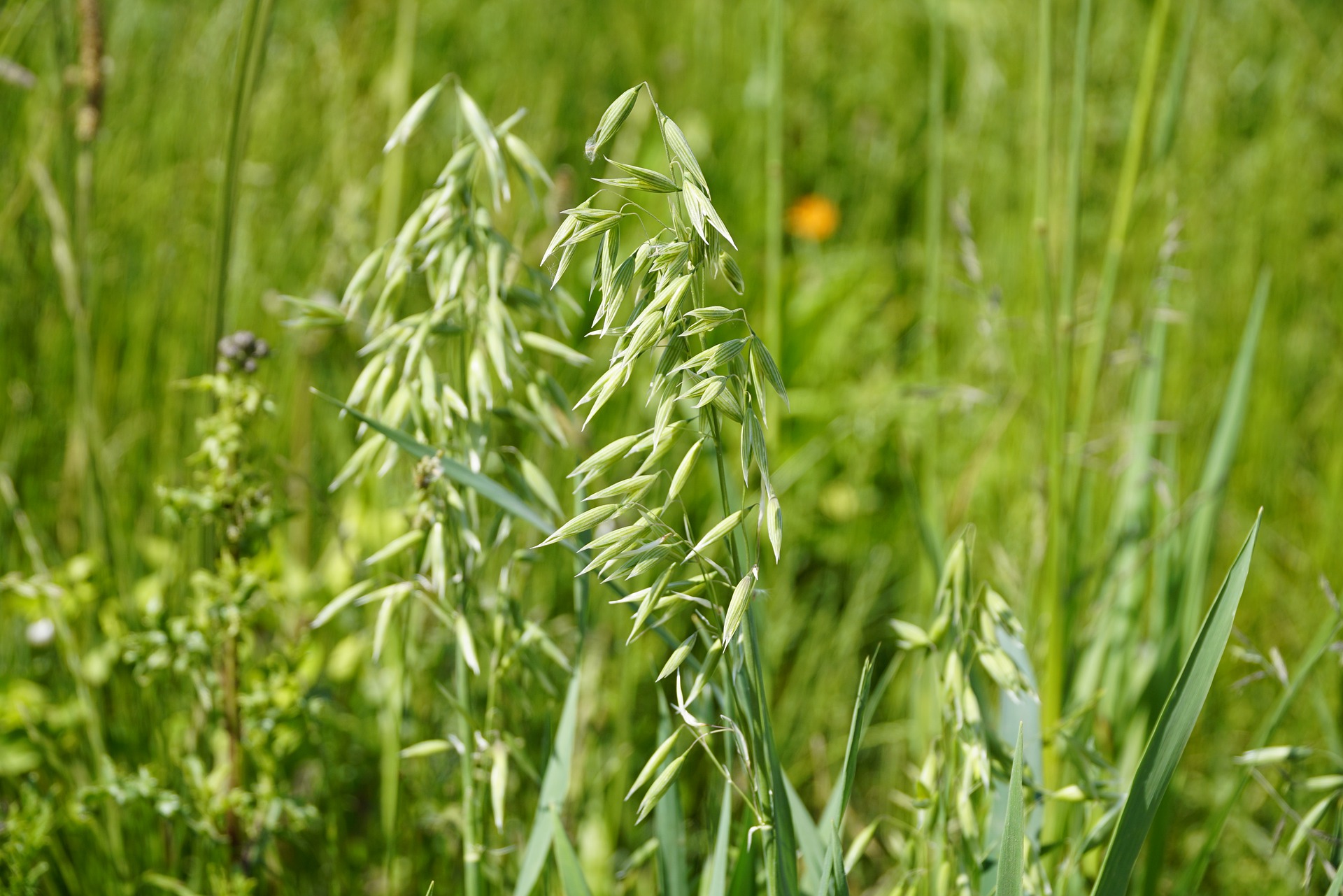 Haferpflanzen in der Wiese Grüne Haferpflanzen mit langen, schmalen Blättern und hängenden Blütenständen in einer Wiese.