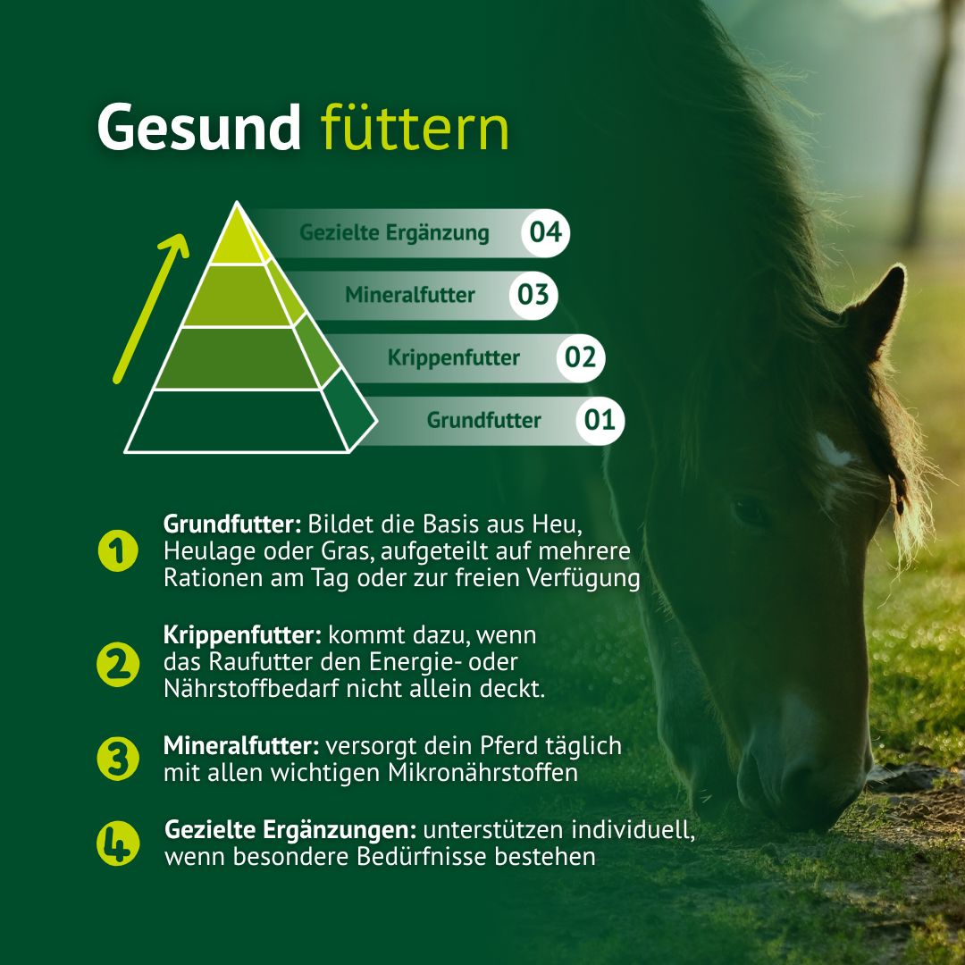 Gesunde Pferdefütterung mit Mineralfutter als Ergänzung zur Grund- und Krippenfütterung