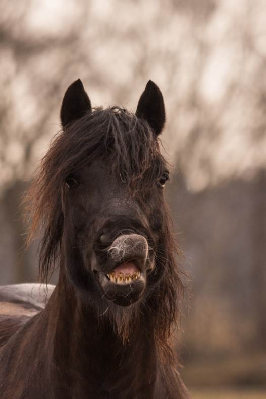 Porträt eines schwarzen Pferdes Ein schwarzes Pferd mit zerzaustem Fell und sichtbaren Zähnen, das in die Kamera schaut.