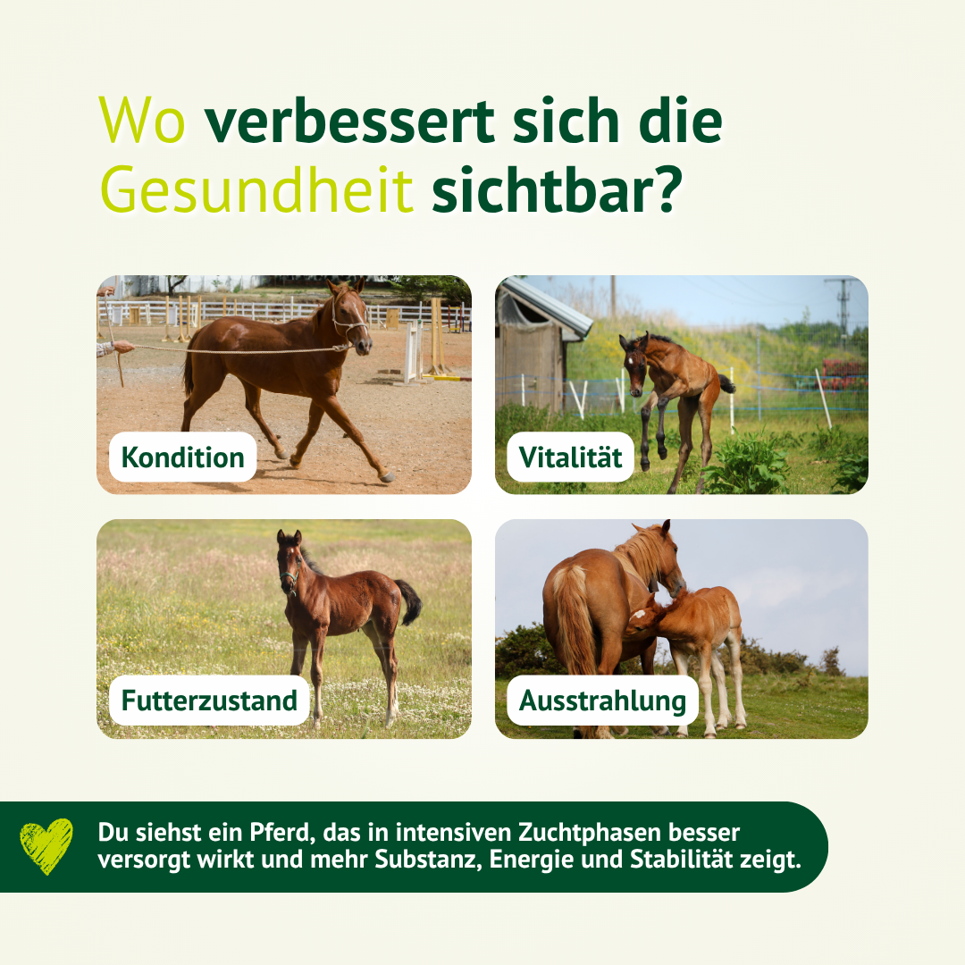 Verbesserte Kondition, Vitalität und Ausstrahlung bei Pferden durch Zusatzfutter