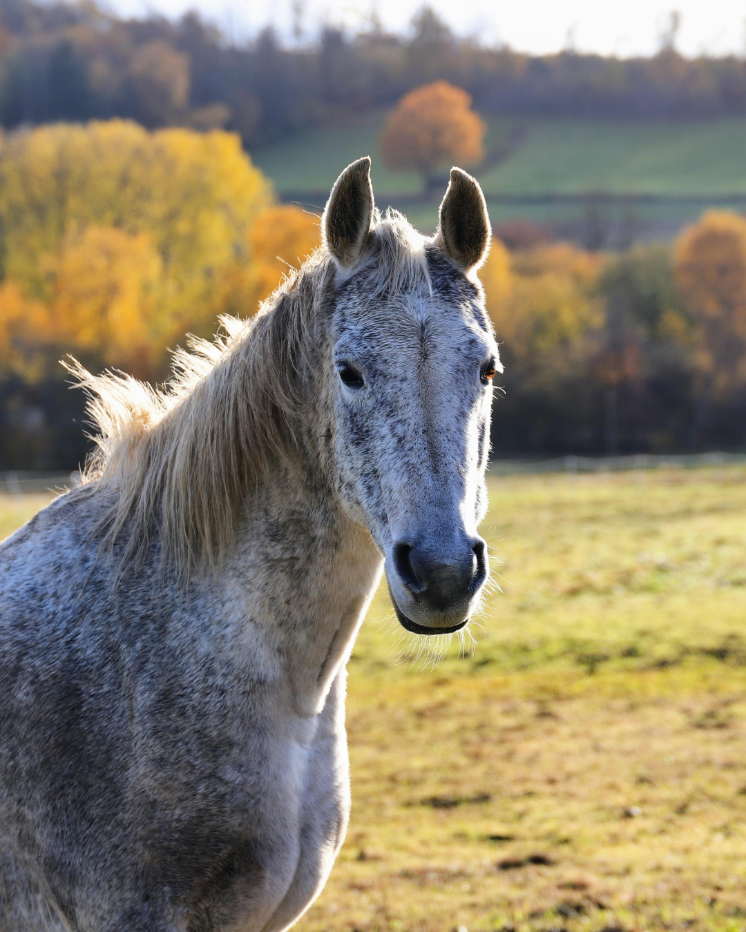 Graues Pferd auf einer herbstlichen Weide während des Fellwechsels.
