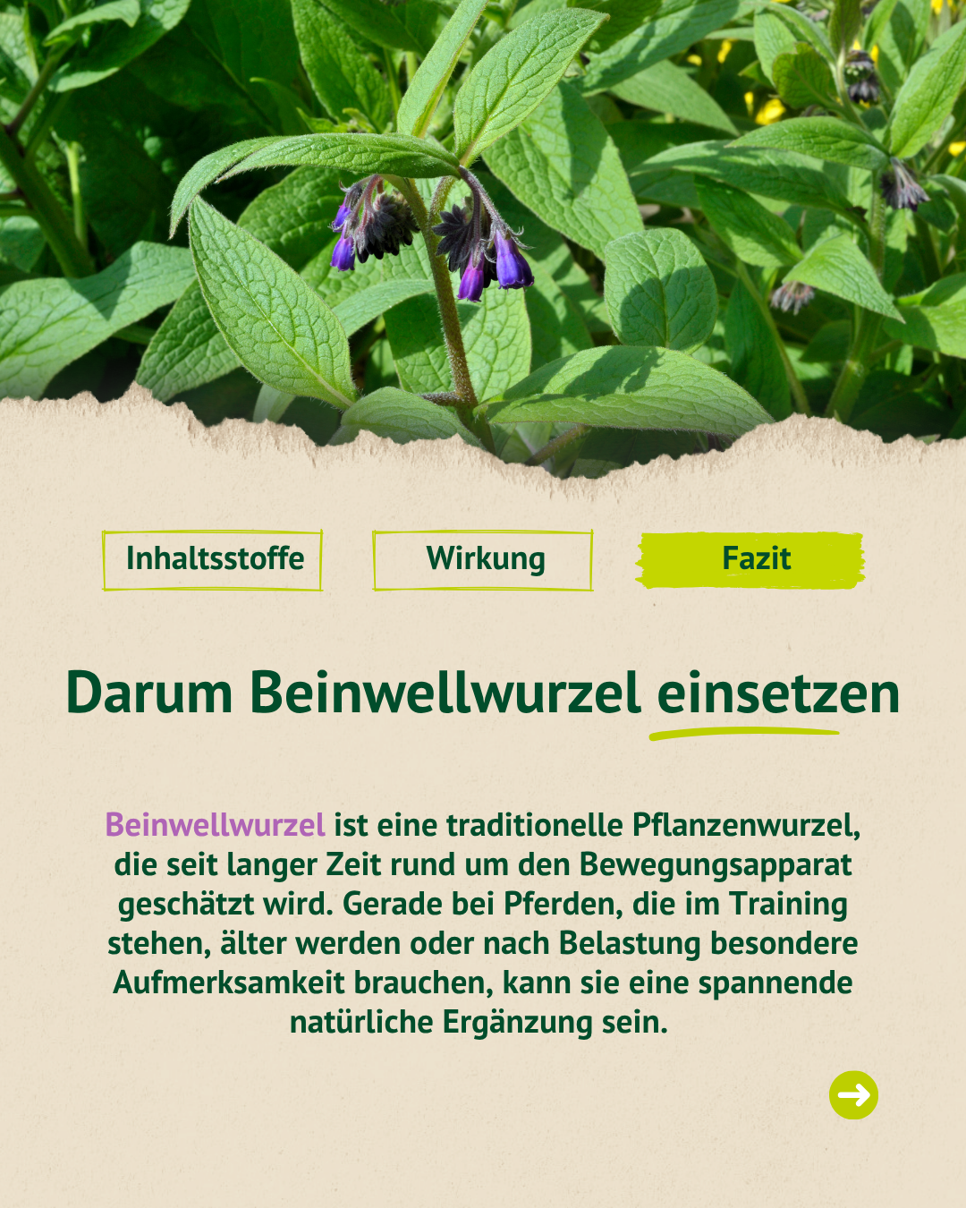 Infografik mit Beinwellpflanze und Fazit, warum Beinwellwurzel als natürliche Ergänzung für Pferde eingesetzt werden kann.