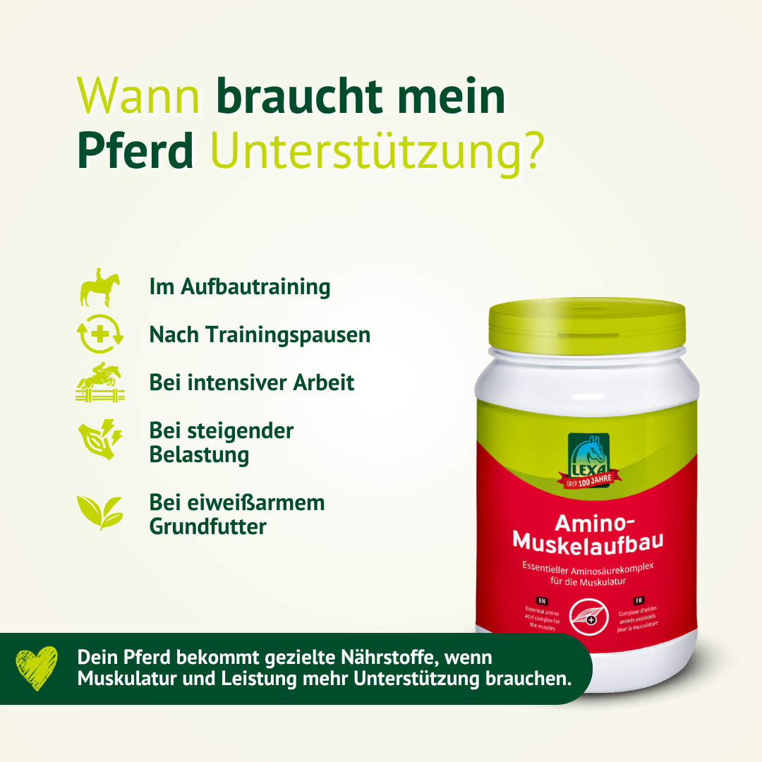 Wann braucht mein Pferd Unterstützung? Amino Muskelaufbau für Pferde im Aufbautraining, bei intensiver Belastung und zur Unterstützung älterer Pferde.