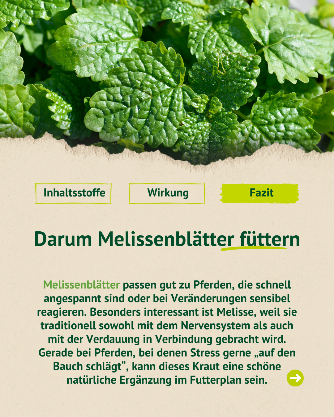 Grafik mit frischen Melissenblättern und Erklärung, warum Melissenblätter als natürliche Ergänzung für sensible und nervöse Pferde geeignet sein können.