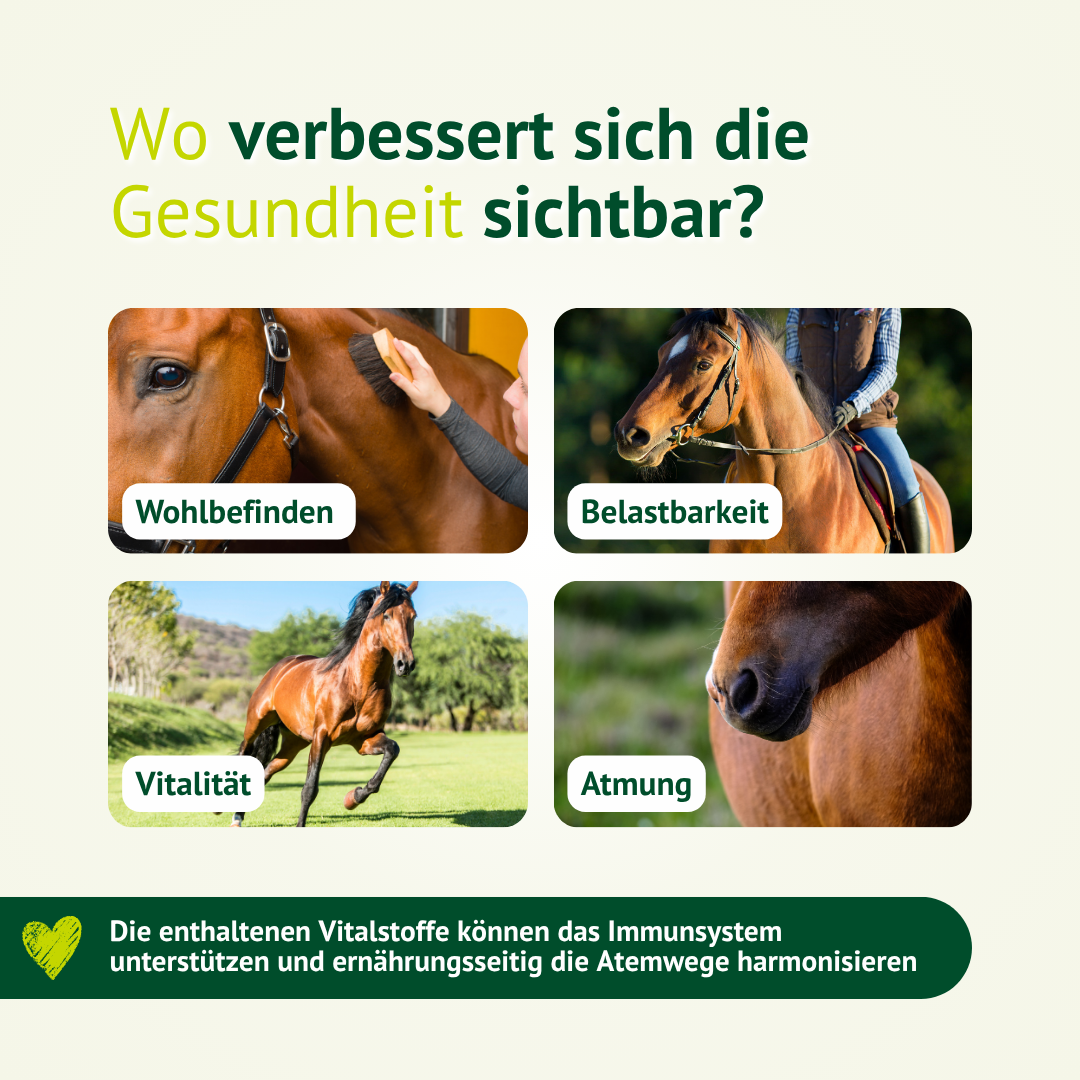 Verbesserte Pferdegesundheit durch Bronchi Vital – mehr Wohlbefinden, Vitalität, Atmung und Belastbarkeit