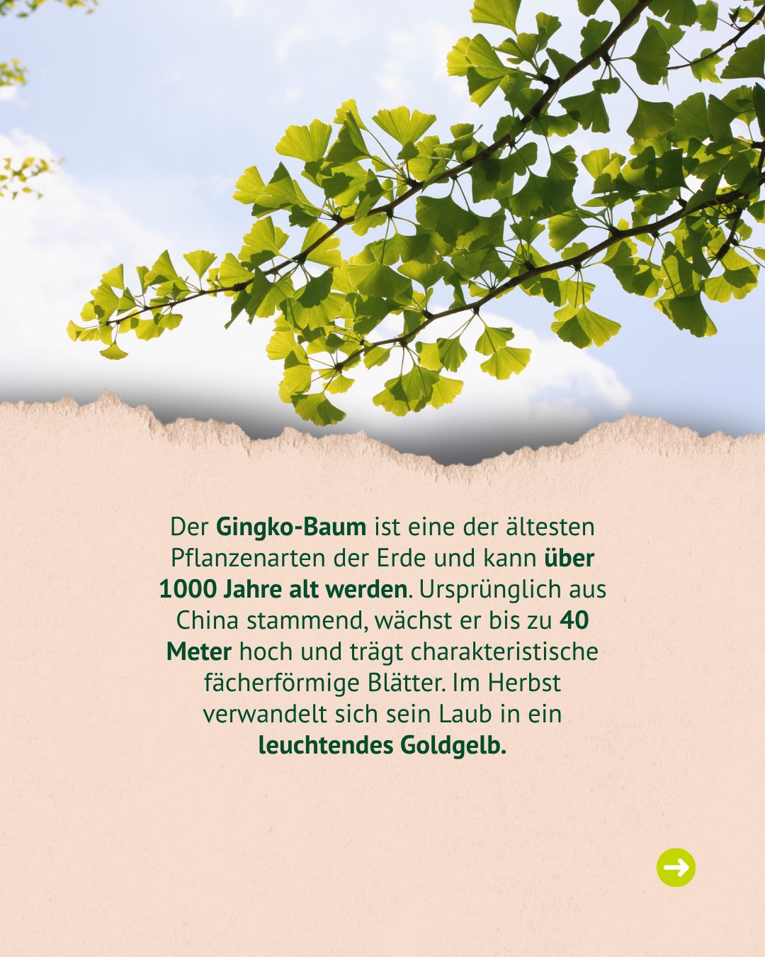 Hintergrundinformationen zum Ginkgo-Baum: eines der ältesten Pflanzenarten der Erde, kann über 1000 Jahre alt werden, stammt aus China, wird bis zu 40 Meter hoch und hat fächerförmige Blätter, die im Herbst leuchtend goldgelb werden. Hintergrundinformationen zum Ginkgo-Baum: eines der ältesten Pflanzenarten der Erde, kann über 1000 Jahre alt werden, stammt aus China, wird bis zu 40 Meter hoch und hat fächerförmige Blätter, die im Herbst leuchtend goldgelb werden.