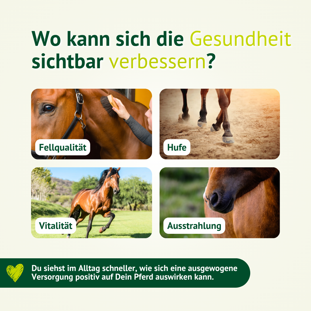 Verbesserung von Fell, Hufen, Vitalität und Ausstrahlung beim Pferd durch ausgewogene Mineralstoffversorgung