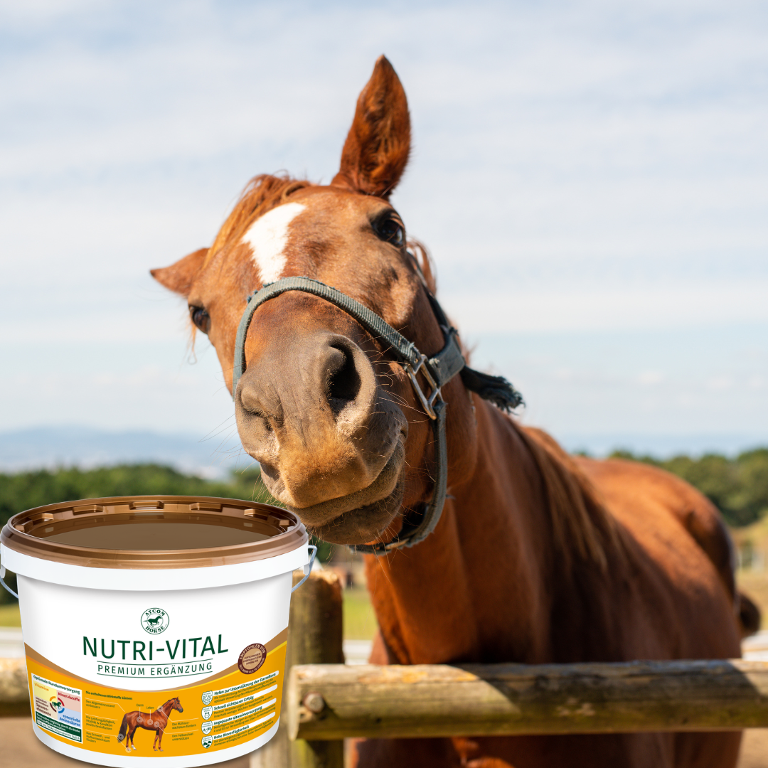 Neugieriges Pferd am Zaun mit ATCOM NUTRI-VITAL – Mineralergänzung für eine ausgewogene Pferdefütterung