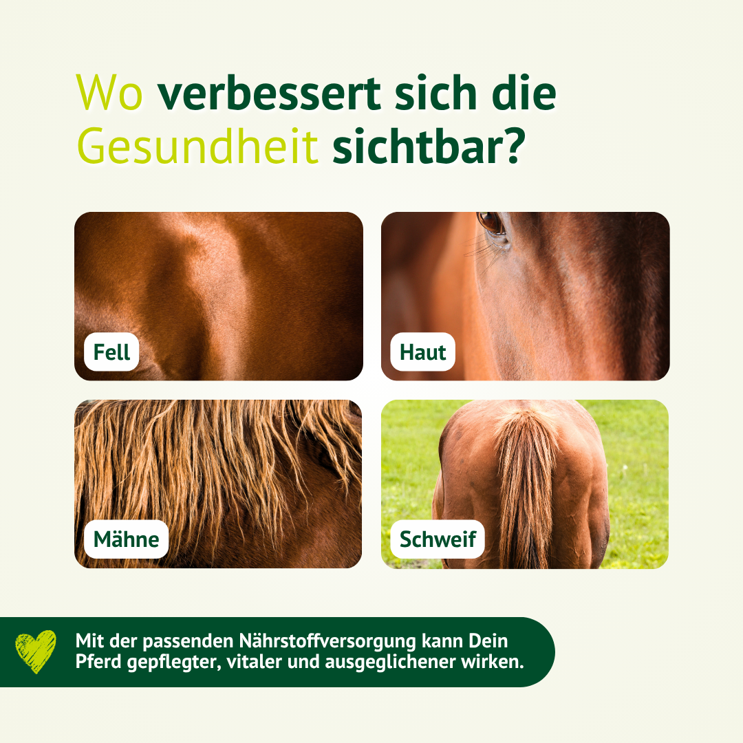 Detailbilder von Fell, Haut, Mähne und Schweif zeigen sichtbare Bereiche einer verbesserten Haut- und Fellgesundheit beim Pferd.