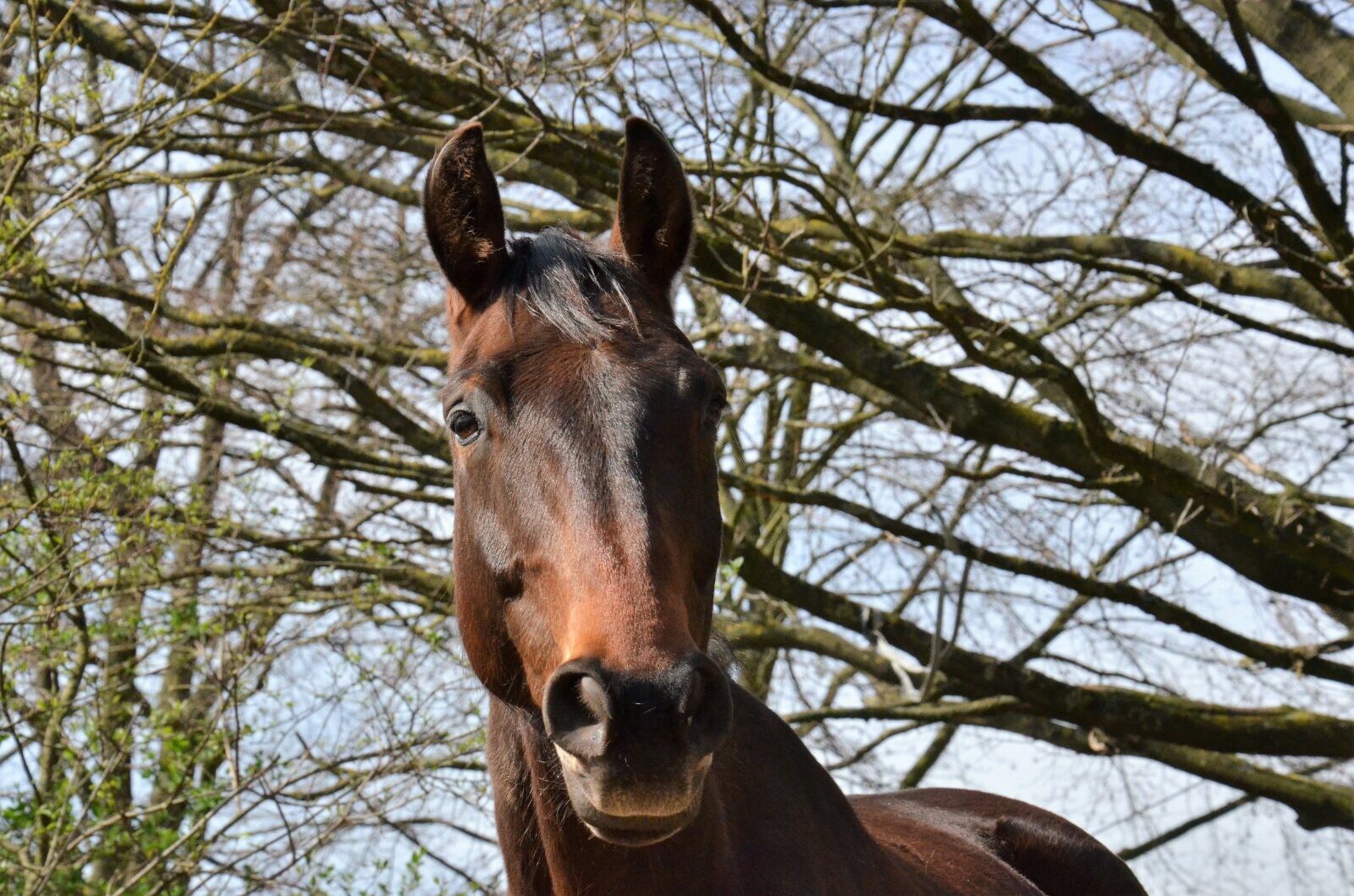 Eiweißversorgung des Pferdes - LEXA Protein Boost
