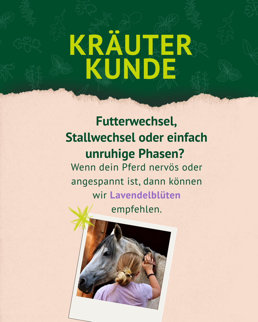 1. Lavendel Post der Kräuterkunde 1. Lavendel Post der Kräuterkunde