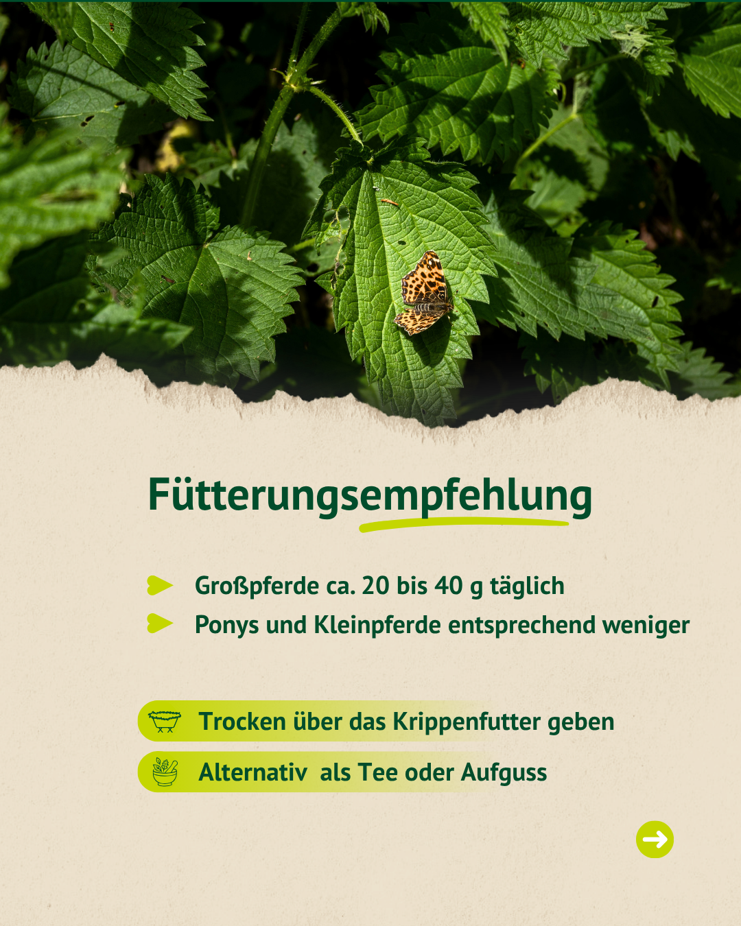 Brennnesselkraut mit Fütterungsempfehlung und Anwendung beim Pferd
