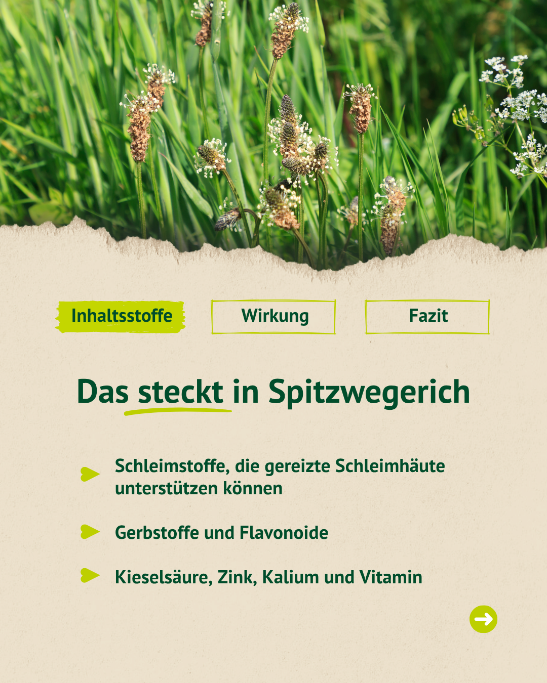 Übersicht der Inhaltsstoffe von Spitzwegerich mit Fokus auf Schleimstoffe, Gerbstoffe, Flavonoide sowie Mineralstoffe und Vitamine.