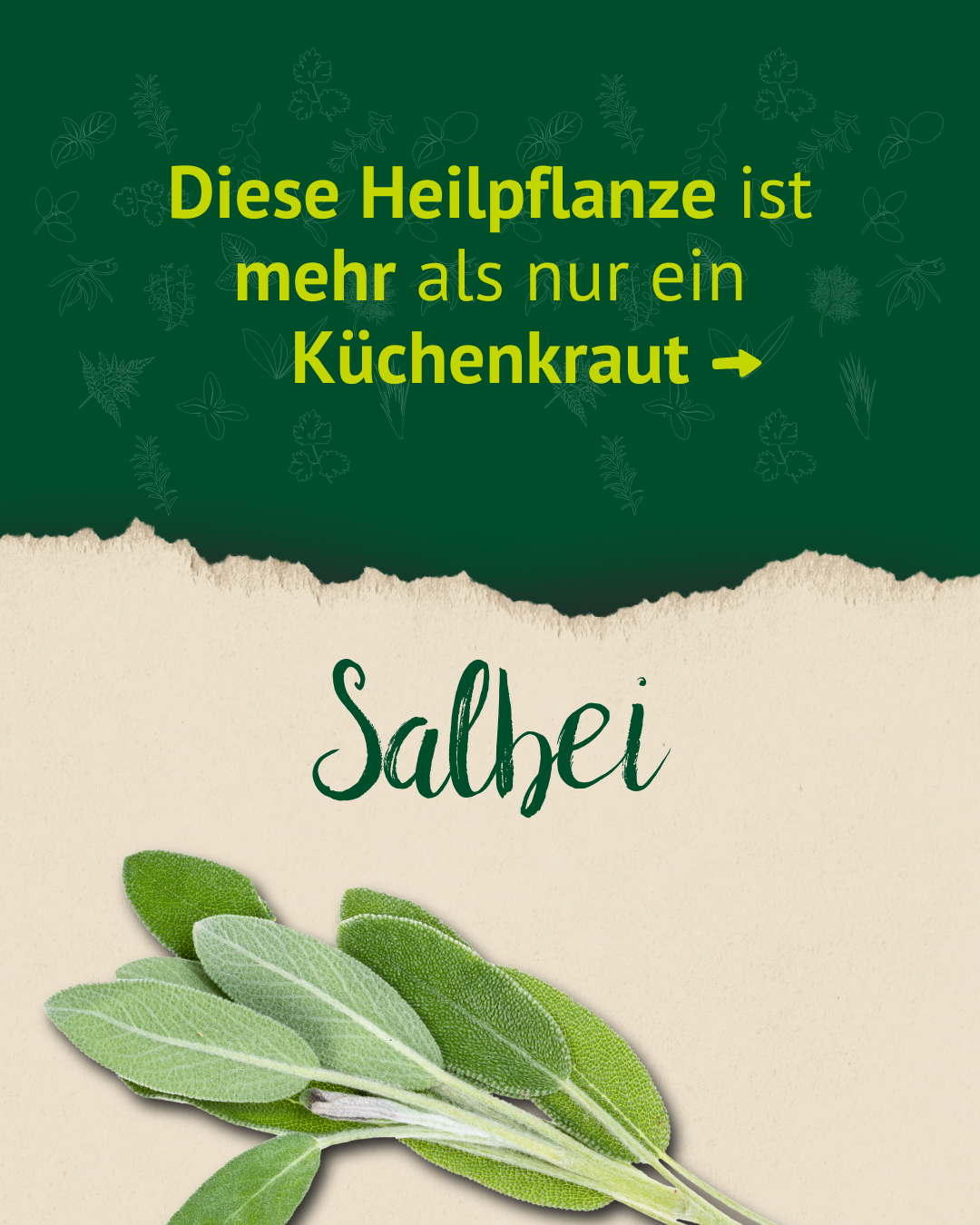 Einleitungsgrafik mit dem Text: „Diese Heilpflanze ist mehr als nur ein Küchenkraut“. Darunter steht groß der Name „Salbei“, illustriert mit frischen Salbeiblättern.