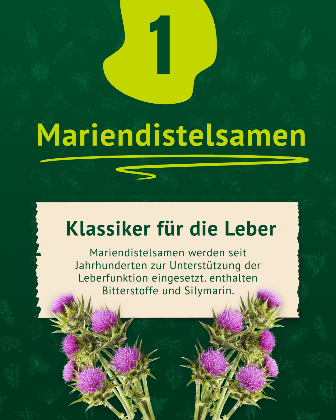 Beschreibung Marindistelsamen inkl. Text und Foto