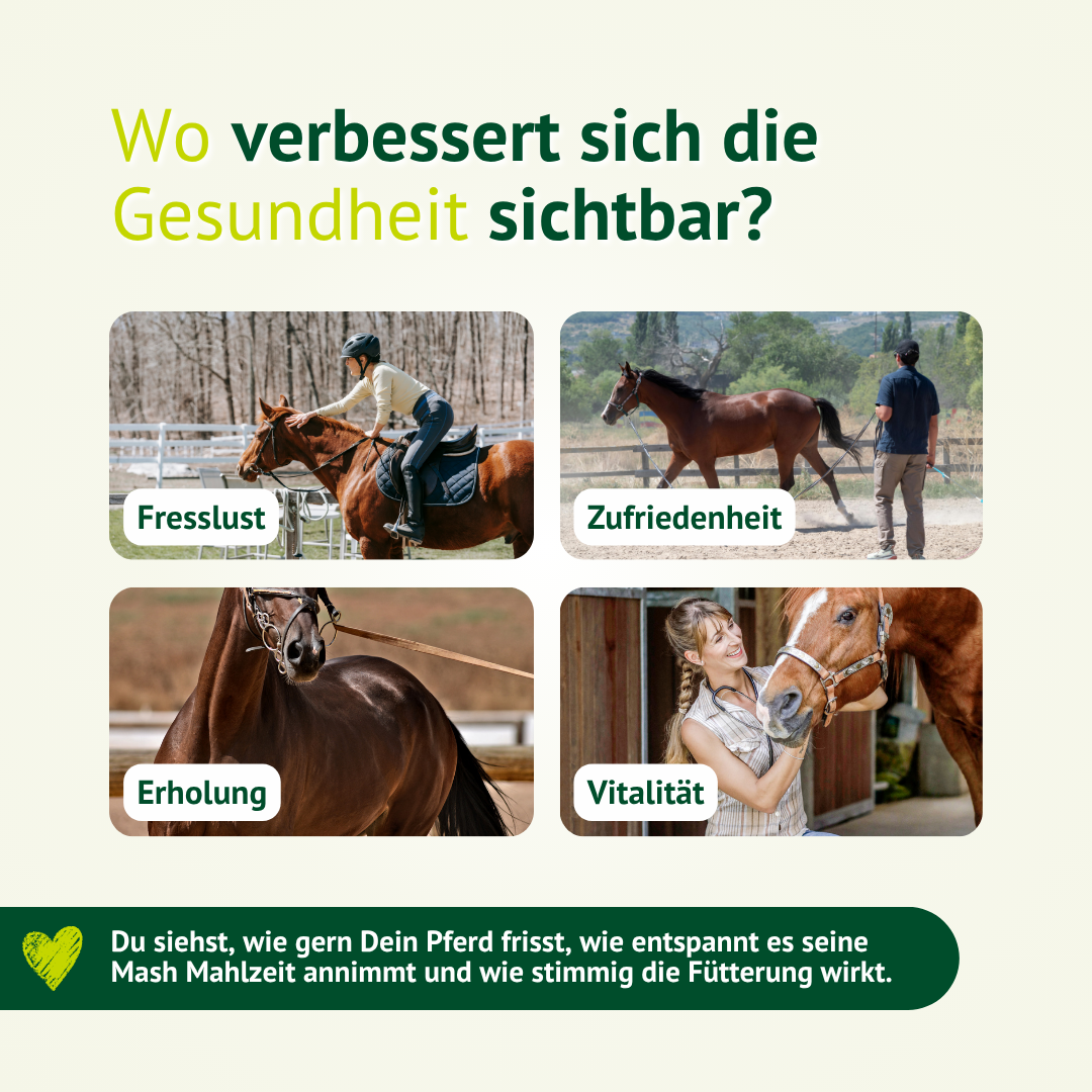 Sichtbare Ergebnisse beim Pferd – mehr Fresslust, Vitalität, Zufriedenheit und Erholung durch Mash-Fütterung