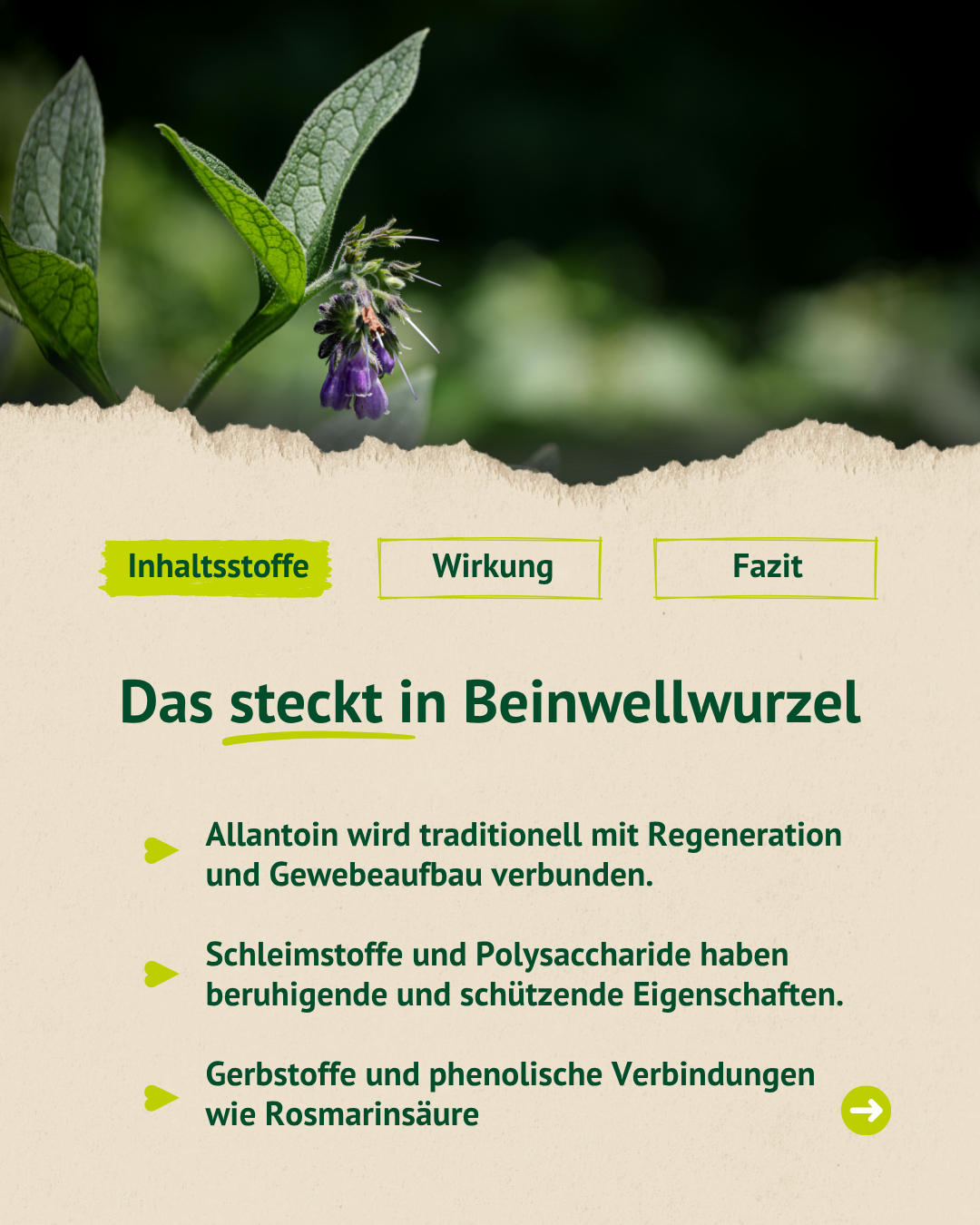 Infografik zu den Inhaltsstoffen der Beinwellwurzel mit Foto der Pflanze und kurzer Übersicht zu Allantoin, Schleimstoffen und Gerbstoffen.