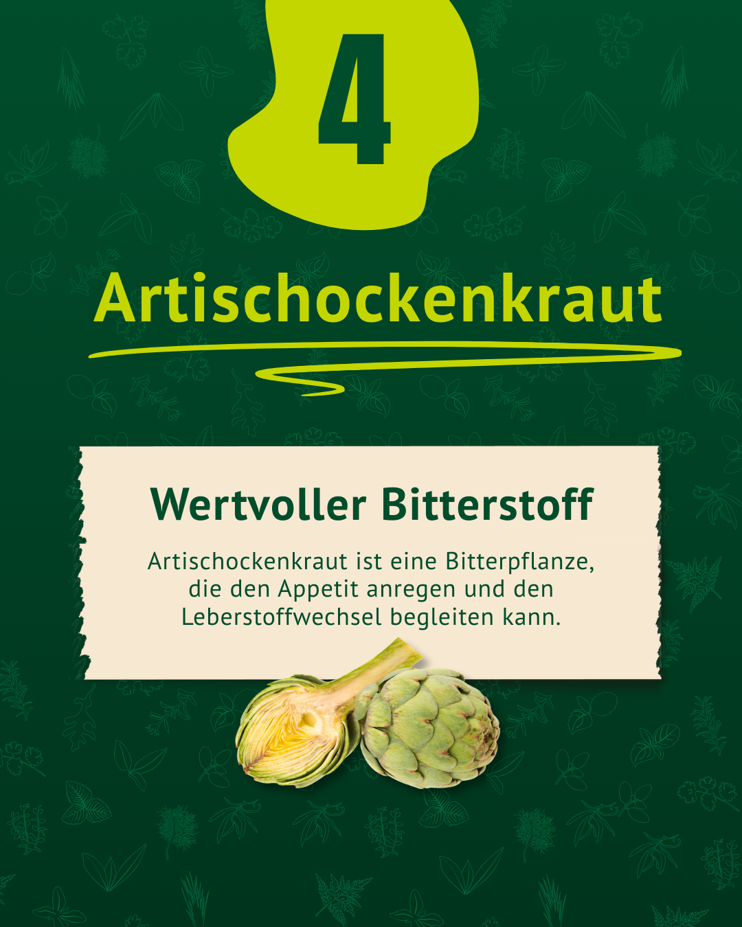 Beschreibung der Artickschockenblätter als Bitterstoff inkl. Foto der Artischocke