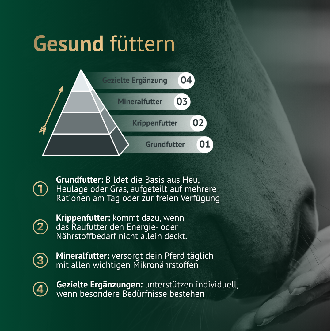 Gesunde Pferdefütterung erklärt – Futterpyramide mit Grundfutter, Kraftfutter und Ergänzungen