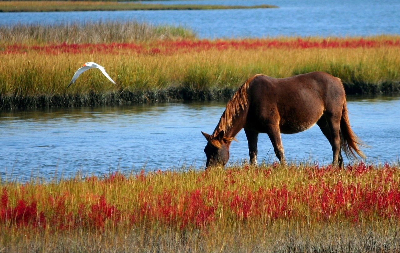 Pferd am Gewässer Ein braunes Pferd grast in buntem Gras am Ufer eines Gewässers, während ein Vogel darüber fliegt.