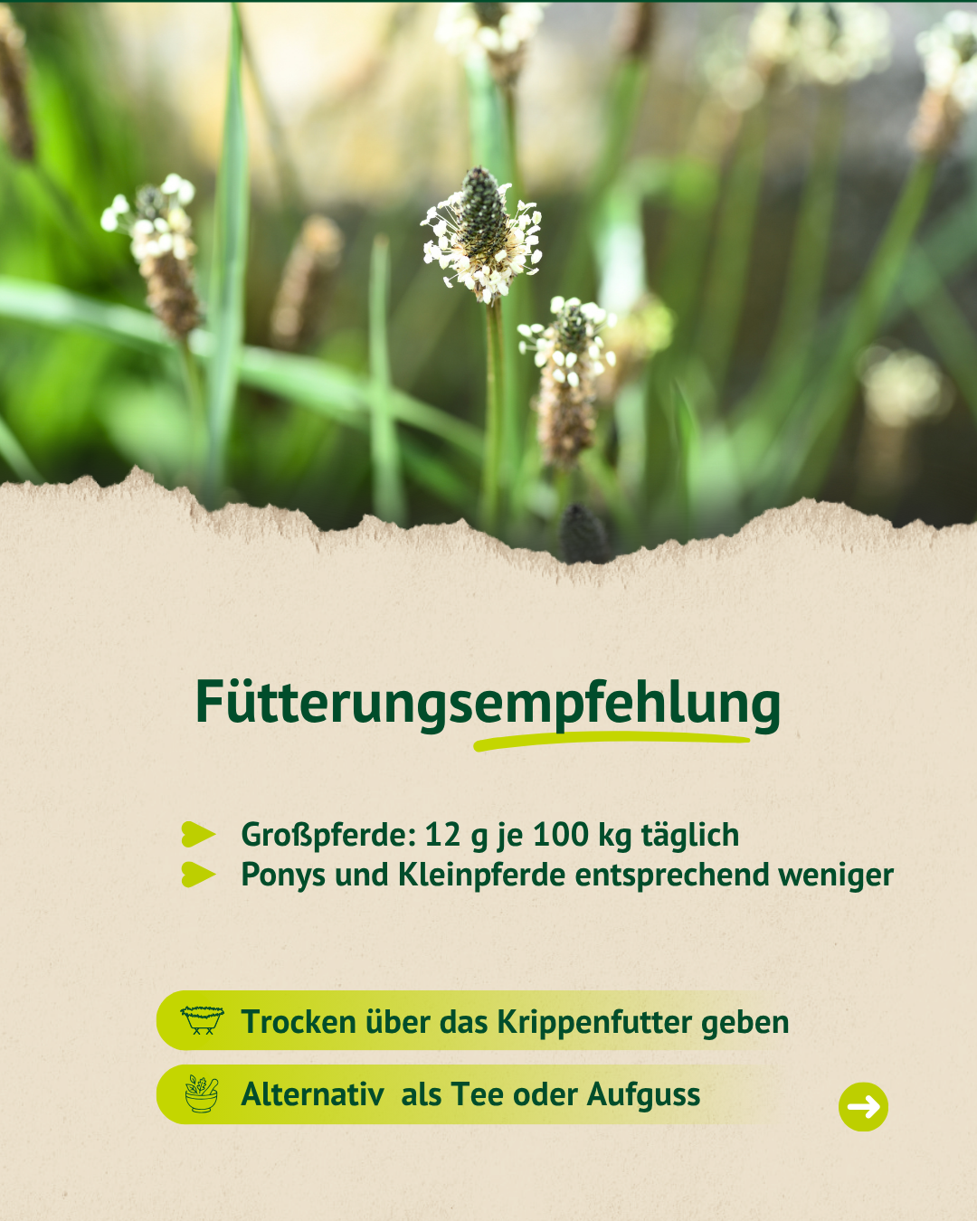 Fütterungsempfehlung für Spitzwegerich beim Pferd mit Mengenangaben und Hinweisen zur Verabreichung.